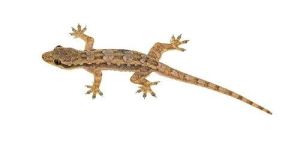 Lizard Pest Control Services