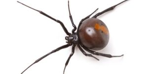 Spider Pest Control Services