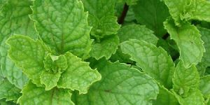 Spearmint Oil