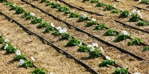 Drip Irrigation