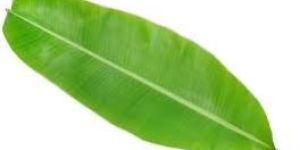 Banana Leaf