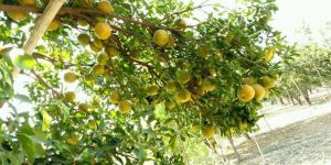 Plantonics Citrus Special