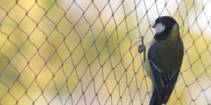 Bird Protection Netting