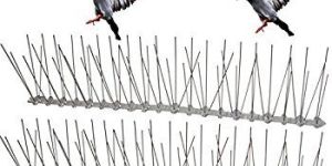 Bird Spike