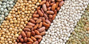 Indian Pulses