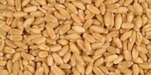 Uttam Brand Lokman Wheat Seeds