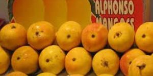 Alphonso Mango
