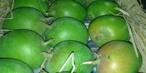 Fresh Green Mango