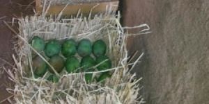 Organic Ratnagiri Alphonso Mango