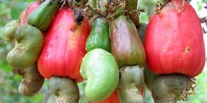 Raw Cashew Nuts