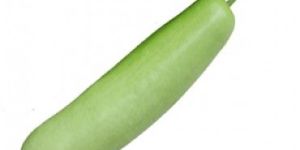 Bottle Gourd