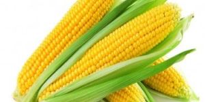 Corn