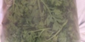 Chinese Coriander Leaves