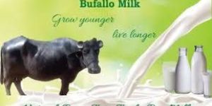 Buffalo Milk