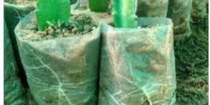 Well Watered Dragon Fruit Plant