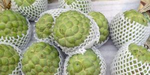 Fresh Custard Apple