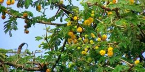 Babool Vachellia Nilotica