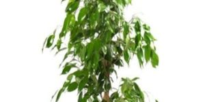 Ficus Benjamina Outdoor Plant