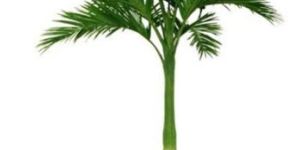 Royal Palm Plant