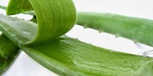 Aloe Vera Pulp
