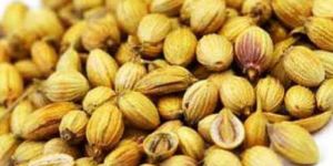 Coriander Seeds