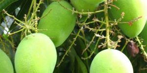 Fresh Green Mango