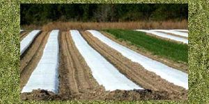 Crop Covers