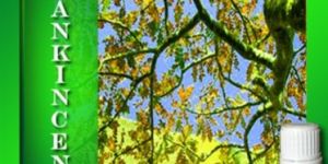 Frankincense Essential Oils