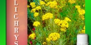 Helichrysum Essential Oils
