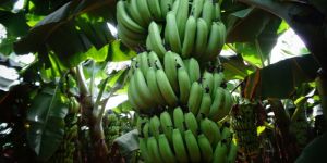 Green Cavendish Banana