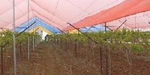 Agro Shade Net