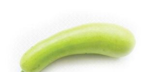 Bottle Gourd