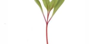 MICROGREEN BEET ROOT SEEDS