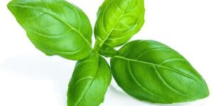 Tulsi / BASIL GREEN SEEDS