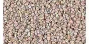 Sesame Seeds