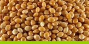 Sorghum