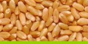 Wheat