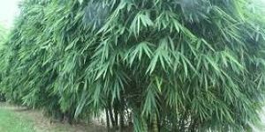 Bamboo Tree