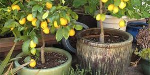 Lemon Plant