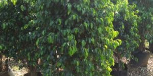 Plastic Nursery Bags