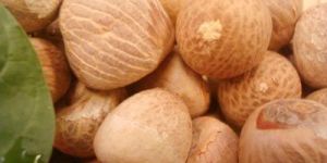 Betel Nuts