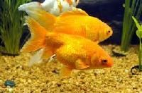 Ornamental Fish