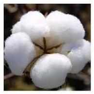Raw Cotton