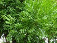 Neem Plant