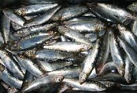Sardine Fish