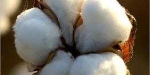 Indian Raw Cotton