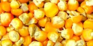 Yellow Maize