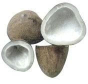 Coconut Copra