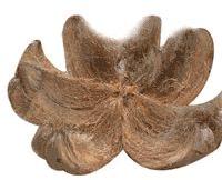 Coconut Husk