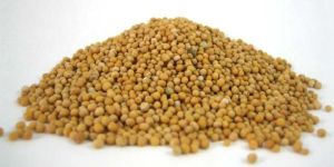 Mustard Seeds